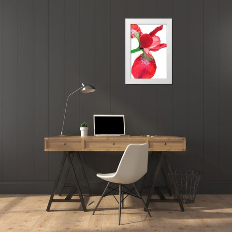 Iris Flower Red White Modern Wood Framed Art Print by Schell, Jennie Marie