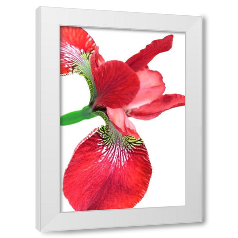 Iris Flower Red White Modern Wood Framed Art Print by Schell, Jennie Marie