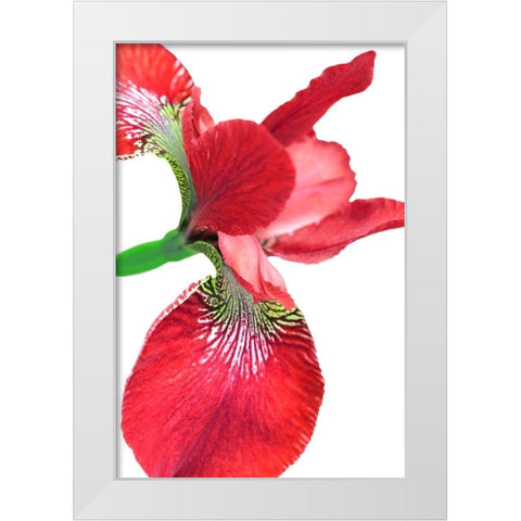 Iris Flower Red White Modern Wood Framed Art Print by Schell, Jennie Marie