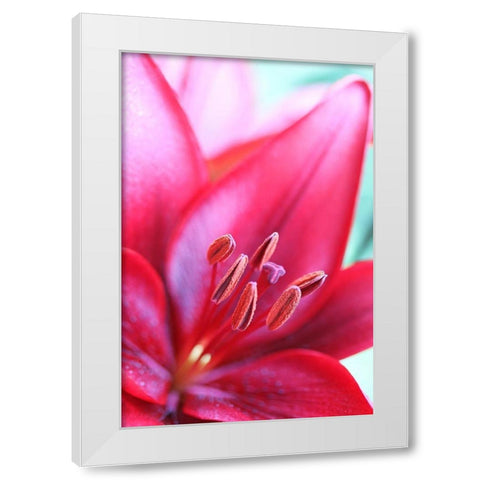 Pink Daylily Macro Flower White Modern Wood Framed Art Print by Schell, Jennie Marie