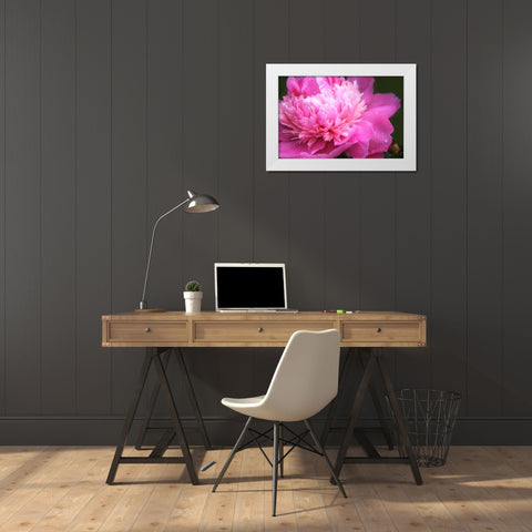 Pink Peony Flower White Modern Wood Framed Art Print by Schell, Jennie Marie