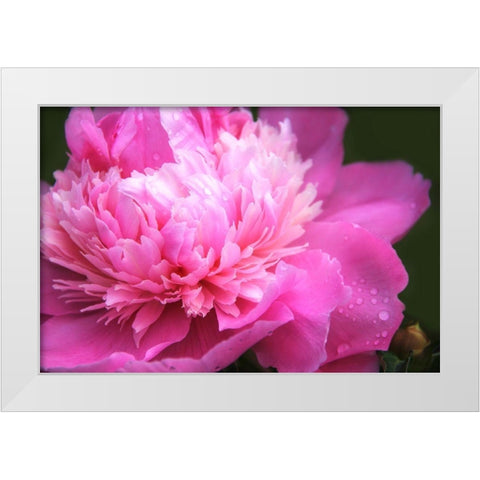Pink Peony Flower White Modern Wood Framed Art Print by Schell, Jennie Marie