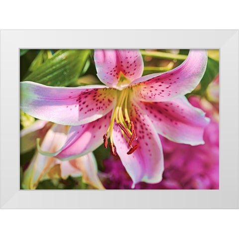 Pink Stargazer Lily Flower White Modern Wood Framed Art Print by Schell, Jennie Marie