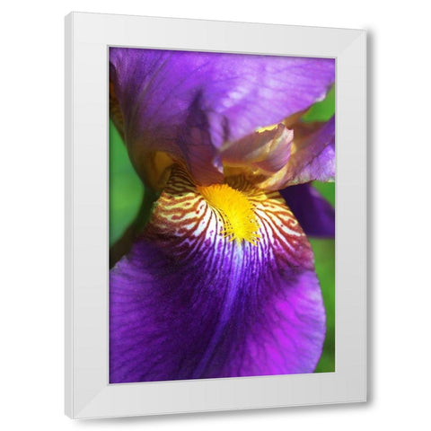 Purple Bearded Iris Flower White Modern Wood Framed Art Print by Schell, Jennie Marie