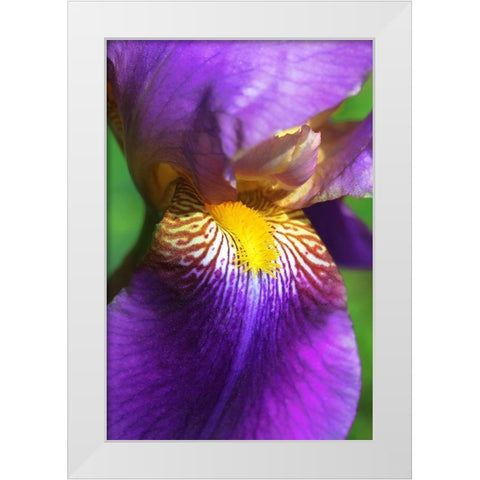 Purple Bearded Iris Flower White Modern Wood Framed Art Print by Schell, Jennie Marie