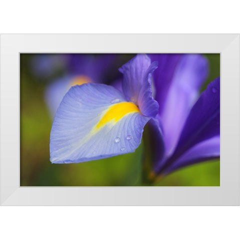 Purple Dutch Iris Flower White Modern Wood Framed Art Print by Schell, Jennie Marie