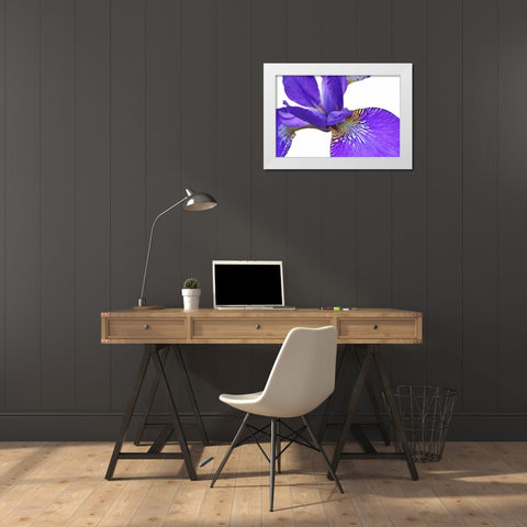 Purple Japanese Iris Flower White Modern Wood Framed Art Print by Schell, Jennie Marie