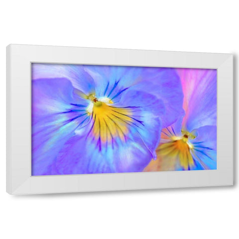Purple Pansy Flower White Modern Wood Framed Art Print by Schell, Jennie Marie