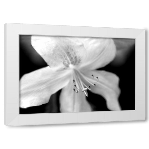 Azalea Flower Macro Black and White White Modern Wood Framed Art Print by Schell, Jennie Marie