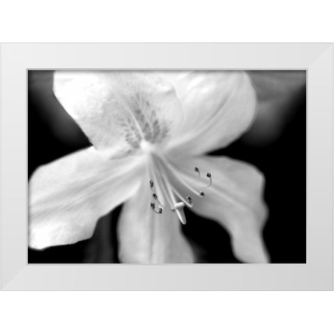 Azalea Flower Macro Black and White White Modern Wood Framed Art Print by Schell, Jennie Marie