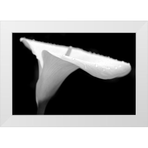 Calla Lily Flower Black and White 2 White Modern Wood Framed Art Print by Schell, Jennie Marie