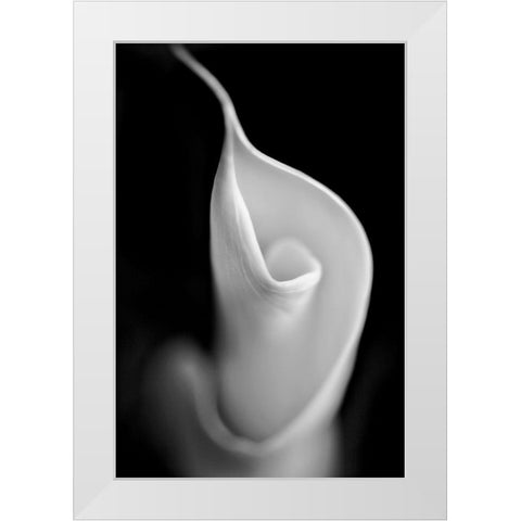 Calla Lily Flower Macro Black and White White Modern Wood Framed Art Print by Schell, Jennie Marie