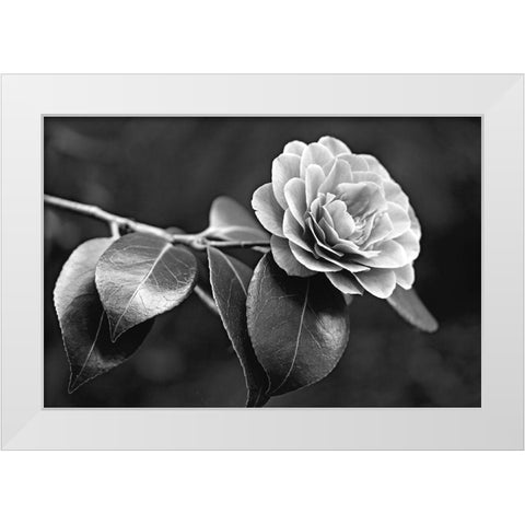 Camellia Flower Black and White White Modern Wood Framed Art Print by Schell, Jennie Marie