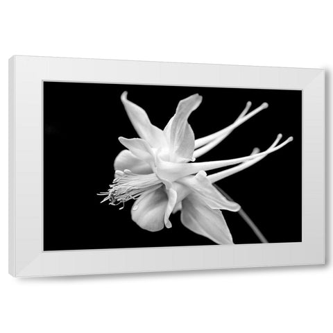 Columbine Wildflower Macro Black and White White Modern Wood Framed Art Print by Schell, Jennie Marie