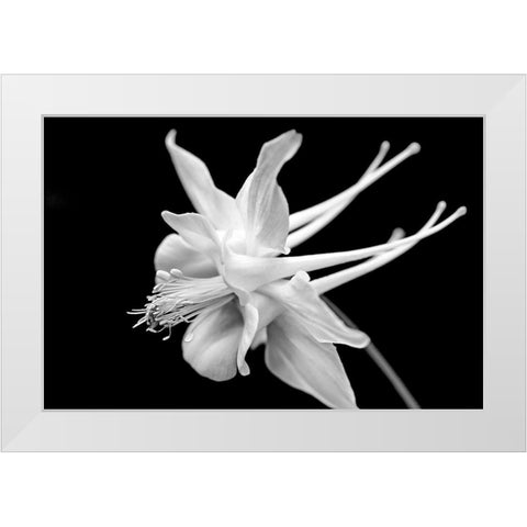 Columbine Wildflower Macro Black and White White Modern Wood Framed Art Print by Schell, Jennie Marie