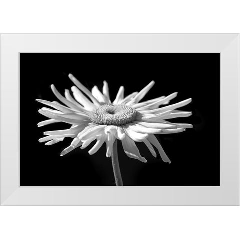 Daisy Flower Macro Black and White 1 White Modern Wood Framed Art Print by Schell, Jennie Marie