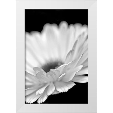Daisy Flower Macro Black and White 2 White Modern Wood Framed Art Print by Schell, Jennie Marie