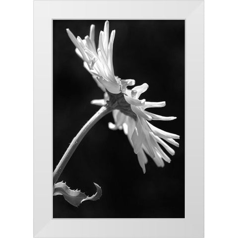 Daisy Flower Macro Black and White 3 White Modern Wood Framed Art Print by Schell, Jennie Marie
