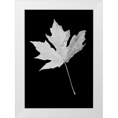 Leaf Black and White 1 White Modern Wood Framed Art Print by Schell, Jennie Marie