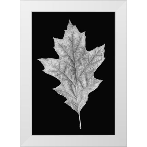 Leaf Black and White 3 White Modern Wood Framed Art Print by Schell, Jennie Marie