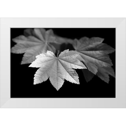 Leaves Maple Black and White White Modern Wood Framed Art Print by Schell, Jennie Marie