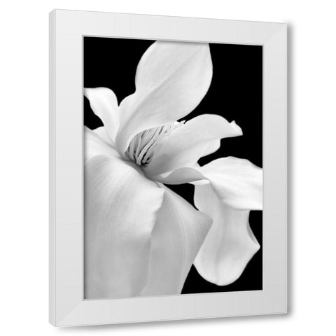 Magnolia Flower Macro Black and White 1 White Modern Wood Framed Art Print by Schell, Jennie Marie