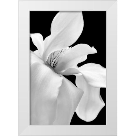 Magnolia Flower Macro Black and White 1 White Modern Wood Framed Art Print by Schell, Jennie Marie