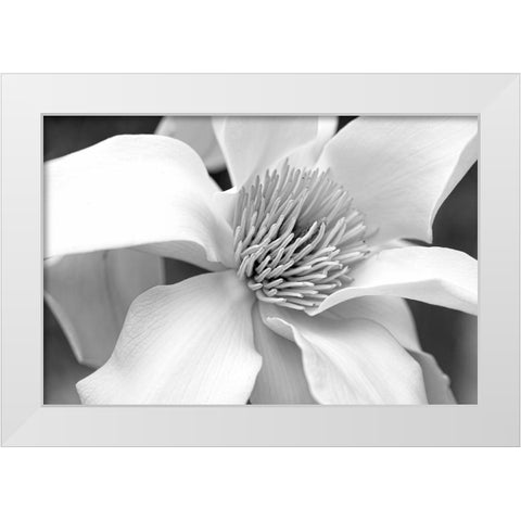 Magnolia Flower Macro Black and White 3 White Modern Wood Framed Art Print by Schell, Jennie Marie
