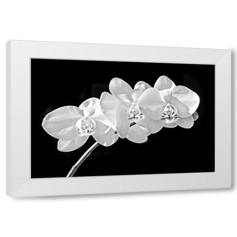 Orchid Flowers Black and White White Modern Wood Framed Art Print by Schell, Jennie Marie