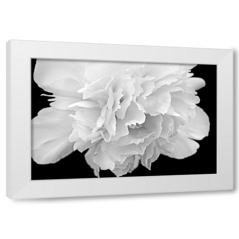 Peony Flower Macro Black and White White Modern Wood Framed Art Print by Schell, Jennie Marie