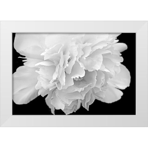 Peony Flower Macro Black and White White Modern Wood Framed Art Print by Schell, Jennie Marie