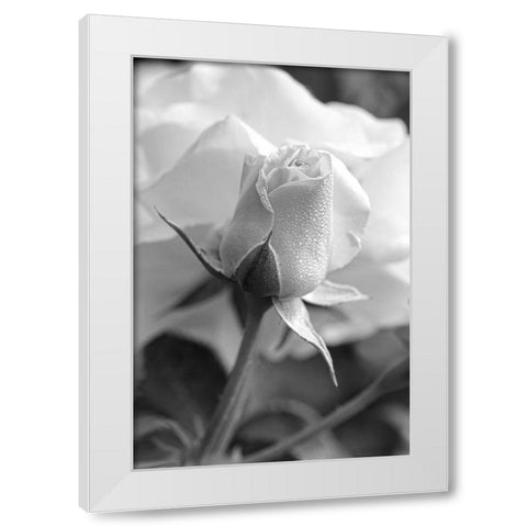 Rose Bud Flower Black and White White Modern Wood Framed Art Print by Schell, Jennie Marie