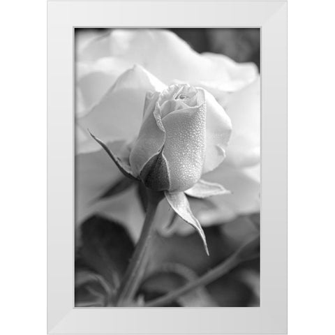Rose Bud Flower Black and White White Modern Wood Framed Art Print by Schell, Jennie Marie