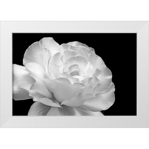 Rose Flower Macro Black and White 1 White Modern Wood Framed Art Print by Schell, Jennie Marie