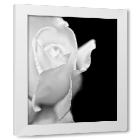 Rose Flower Macro Black and White 2 White Modern Wood Framed Art Print by Schell, Jennie Marie
