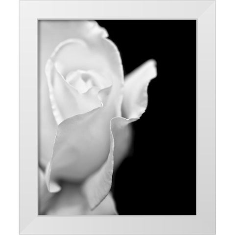 Rose Flower Macro Black and White 2 White Modern Wood Framed Art Print by Schell, Jennie Marie