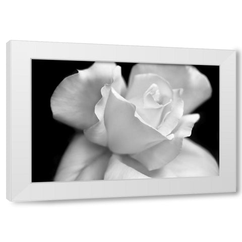 Rose Flower Macro Black and White 3 White Modern Wood Framed Art Print by Schell, Jennie Marie