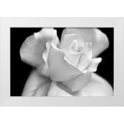 Rose Flower Macro Black and White 3 White Modern Wood Framed Art Print by Schell, Jennie Marie