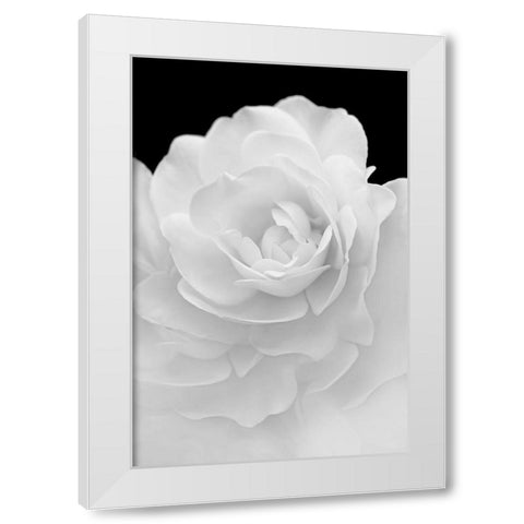 Rose Flower Macro Black and White 4 White Modern Wood Framed Art Print by Schell, Jennie Marie