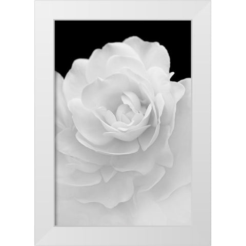 Rose Flower Macro Black and White 4 White Modern Wood Framed Art Print by Schell, Jennie Marie