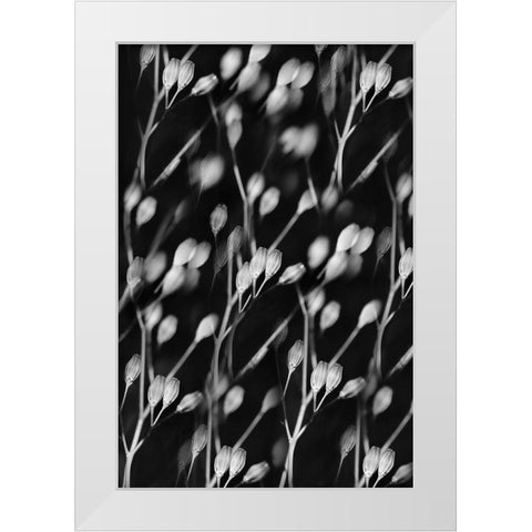 Seed Pods Abstract Black and White White Modern Wood Framed Art Print by Schell, Jennie Marie
