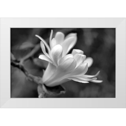 Star Magnolia Flower Macro Black and White White Modern Wood Framed Art Print by Schell, Jennie Marie