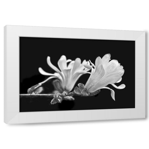 Star Magnolia Flowers Black and White White Modern Wood Framed Art Print by Schell, Jennie Marie
