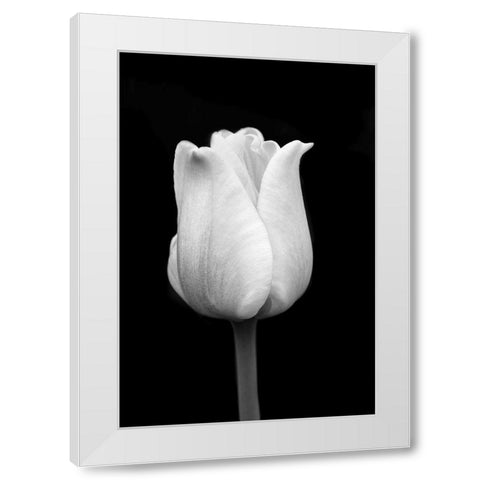 Tulip Flower Macro Black and White 1 White Modern Wood Framed Art Print by Schell, Jennie Marie
