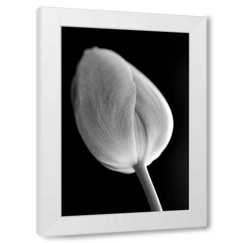 Tulip Flower Macro Black and White 2 White Modern Wood Framed Art Print by Schell, Jennie Marie