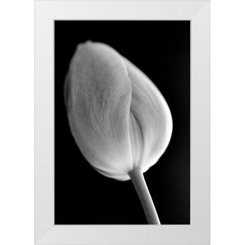 Tulip Flower Macro Black and White 2 White Modern Wood Framed Art Print by Schell, Jennie Marie