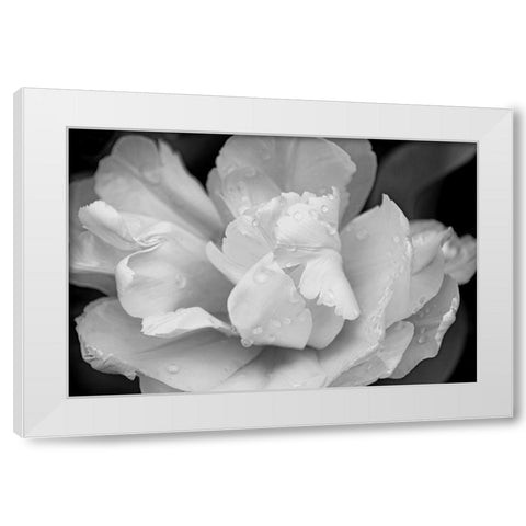 Tulip Flower Macro Black and White 4 White Modern Wood Framed Art Print by Schell, Jennie Marie