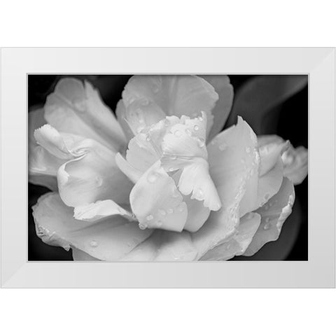 Tulip Flower Macro Black and White 4 White Modern Wood Framed Art Print by Schell, Jennie Marie