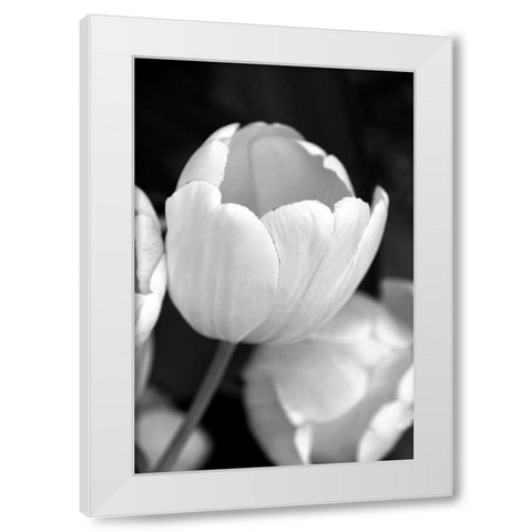 Tulip Flowers Black and White 1 White Modern Wood Framed Art Print by Schell, Jennie Marie