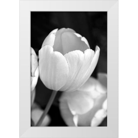 Tulip Flowers Black and White 1 White Modern Wood Framed Art Print by Schell, Jennie Marie